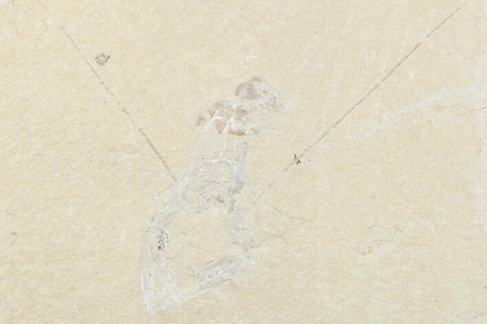 Cretaceous Lobster (Pseudostacus) Fossil - Lebanon #376342